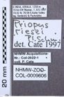 Etikett zu Melanotus lautus (Platia & Schimmel, 2001)